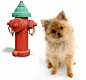 Pomeranian dog near a fire hydrant