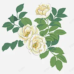 白玫瑰高清素材 手绘玫瑰 玫瑰 白玫瑰 免抠png 设计图片 免费下载