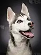 Siberian Husky