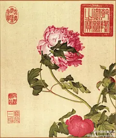 中国书画艺术：郎世宁 作品 《牡丹》