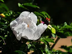 皇家牡丹真国色 花开时节动“全城