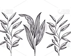 植物群,分离着色,草本,式样,计算机图标,华丽的,纺织品,壁纸,绘制,剪影