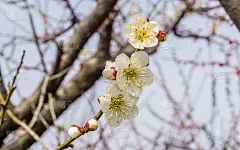 春花系列:梅花春花