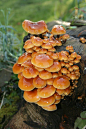 Mushrooms in Winter