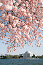 washington cherry blossoms, Washington D.C., US