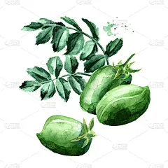 鹰嘴豆是绿色的豆荚和叶子。手绘水彩插图孤立的白色背景