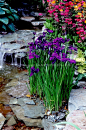 Pretty Water garden plants Iris ensata, Primula japonica, ferns, with waterfall and stream with rocks: