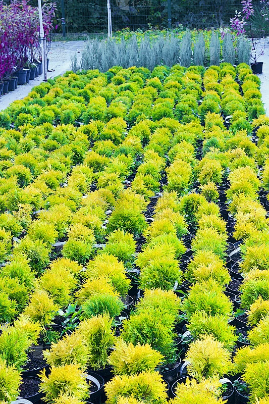 在花园中心有许多盆景出售。又称北方白雪松、东部柏木、东部柏木、东部柏木、沼泽柏木素材-花瓣网