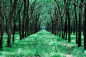 Grass Pathway in the Middle of Trees