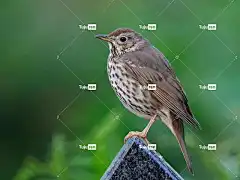 鸟 笔记本电脑壁纸 高清壁纸 Windows壁纸 鹅口疮 鸟类学