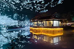 无锡鼋头渚  被誉为“中华第一赏樱地”
这夜樱也太美了吧！ ​​​​