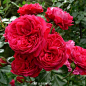 #库图鉴#  充满激情而浪漫的【红色达芬奇】，由法国玫兰国际在2005年推出，花瓣呈四等分开放，小集群，勤花，大植株可达到每月开花的效果。 ​​​​