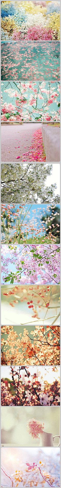 单眼皮ling采集到花·