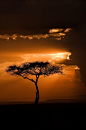 肯尼亚 - 马赛马拉SUNSETS由Ignacio帕拉西奥斯摄影在Flickr