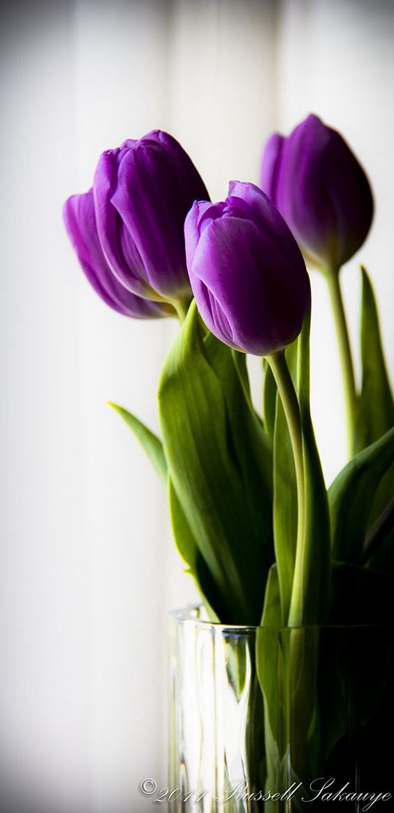 Learn to make tulips...