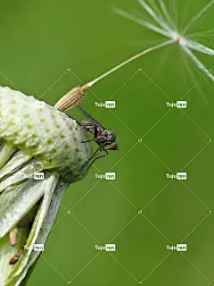 蚊子 昆虫 花 手机壁纸 蒲公英 特写 自然 墙纸