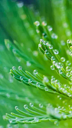 〈绿色壁纸〉墨已入水渡一池青花，揽五分红霞采竹回家