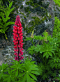 Red Lupine, at home