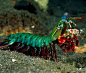 螳螂虾的结构 的图像结果