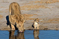 【动物世界】45张优秀野生动物摄影作品欣赏