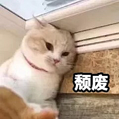 Rainnnyder采集到猫猫头