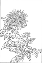 白描《菊》