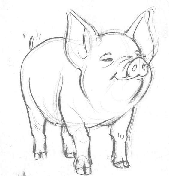 可爱的猪铅笔素描 -  Google搜索
