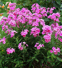 草本花卉多年生