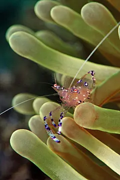 虾目·海葵虾