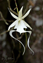 Ghost Orchid, #2 most rare flower on the planet: 