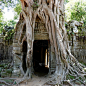 寺庙,热带雨林,高棉文明,捕获的,簇叶从生的,柬埔寨,根部,无人,户外,方形画幅