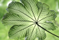 PLANTAS /由马塞拉·艾玛Retamero