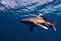 grey shark under water during daytime