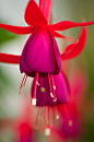 Fuchsia from the true Fuchsia plant: 