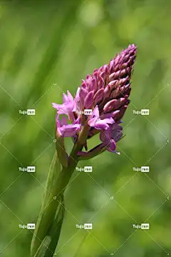 金字塔兰花 花 植物 花瓣 花壁纸 野生兰花 美丽的花朵 花园