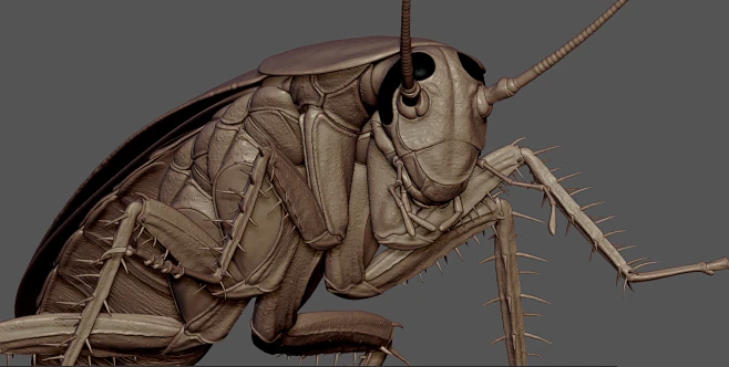 Cockroach-花瓣网