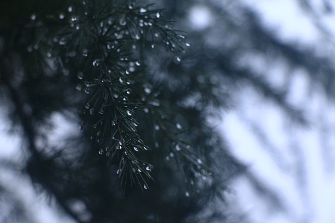 雨天松树