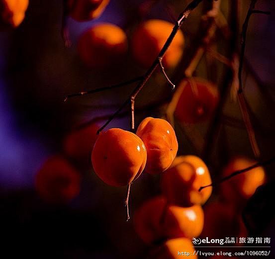 【转载】京城晚秋天坛美的有些惊人, 最远...