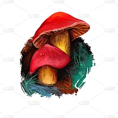 深红色或深红色的蜡帽，属于蜡帽属，蜡帽孤立于白色上。数码艺术插画，天然食品，包装标签。秋收菌类，草木