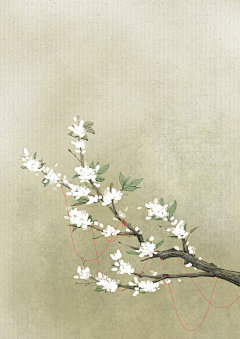 梨花-古风背景-梨花树枝-插画
