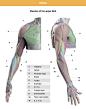 Arm and Hand in Motion by Anatomy For Sculptors page 1