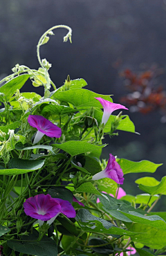 渲染一指の繁华采集到花