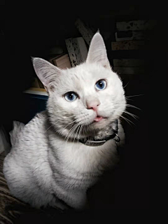 就是没时间采集到我的猫