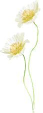 白色花