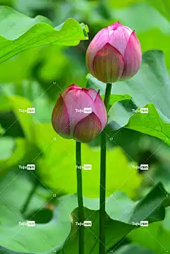 莲花 自然 花壁纸 美丽的花朵 莲 花 花卉背景 植物
