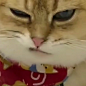 来自分享