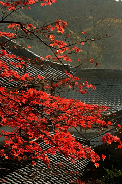 ﹄♂冷冷的冰鱼灬采集到花朵