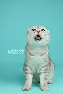 行走的表情包，严肃的大脸！ 哈哈～  徐度时光——棚拍系列