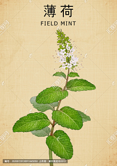 -玉珏-采集到中草药素材