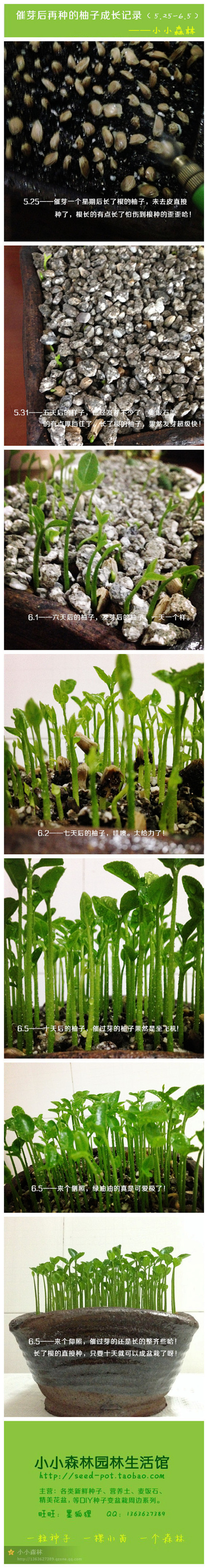 性子较急的亲，可以尝试一下给柚子催芽后再...